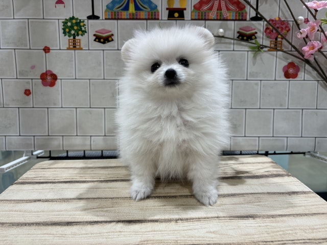 静岡県のポメラニアン (ペッツワン磐田店/2024年2月17日生まれ/女の子/ホワイト)の子犬
